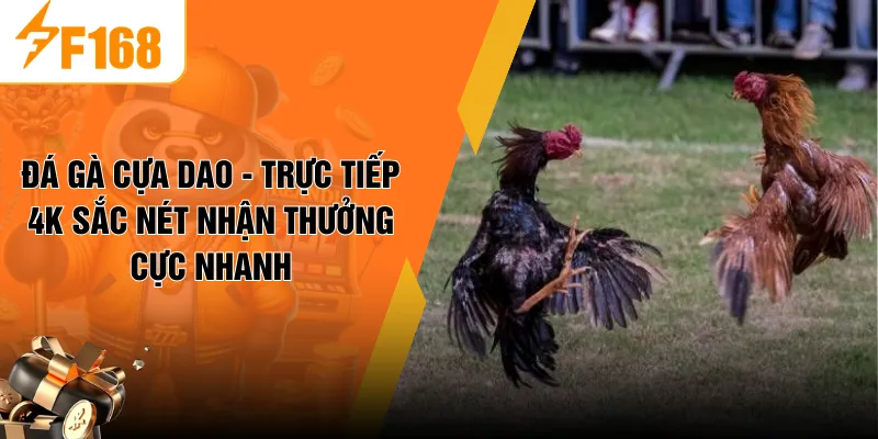 Đá Gà Cựa Dao - Trực Tiếp 4K Sắc Nét Nhận Thưởng Cực Nhanh